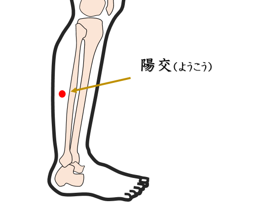 坐骨神経痛・鍼灸師がおススメする自分で出来るセルフケアを紹介・陽交・ようこう・ツボ・経穴・足反射・足つぼ・東洋医学・鍼灸・漢方・漢方薬