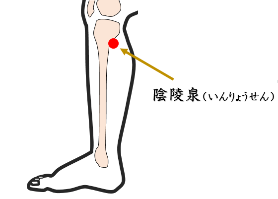 坐骨神経痛・鍼灸師がおススメする自分で出来るセルフケアを紹介・陰陵泉・いんりょうせん・ツボ・経穴・足反射・足つぼ・東洋医学・鍼灸・漢方・漢方薬
