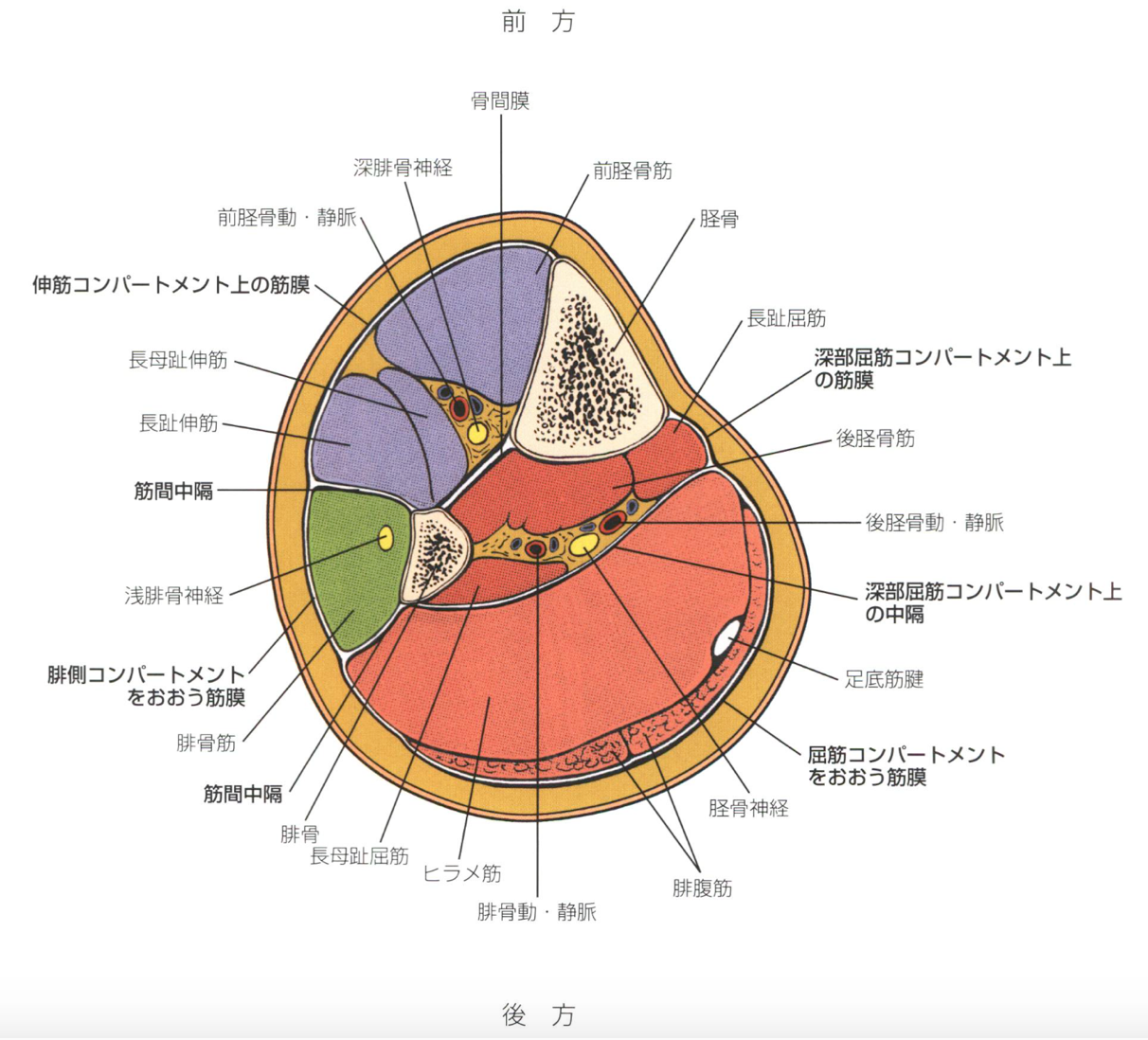 下肢切断術の術式 下腿切断 サルコペニアのお話