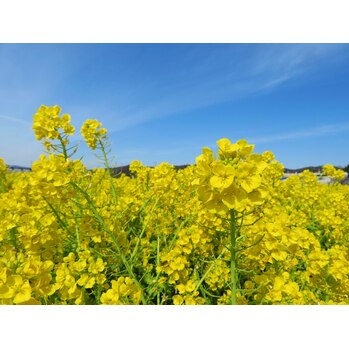 春のお出かけ楽しんでます♪