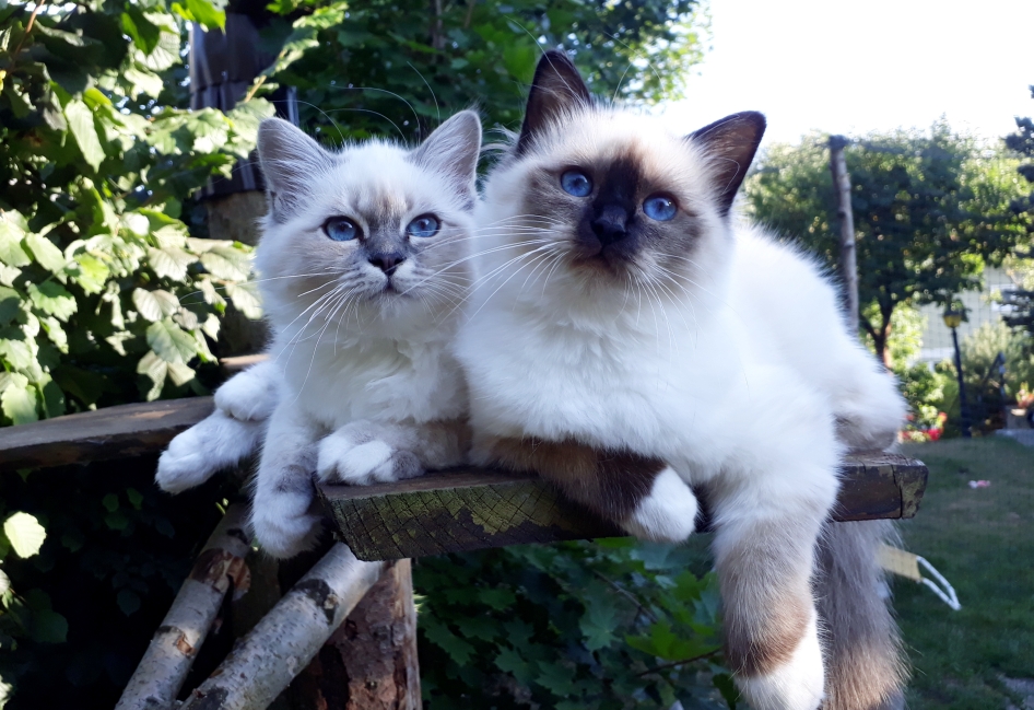 Xantoni (Toni) vom Perlenmeer und Tiara vom Geigengrund als Jungtiere. Baloo ist ein Sohn der beiden.