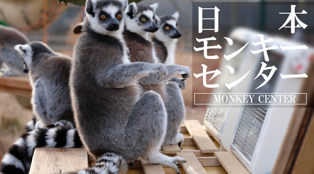 東海の動物園　ニホンモンキーセンターへ行こう！