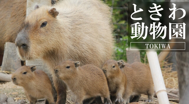 山口|ときわ動物園 - 動物園情報サイトzoo-palette/全国地域別 山口|ときわ動物園 - 動物園情報サイトzoo-palette/全国地域別