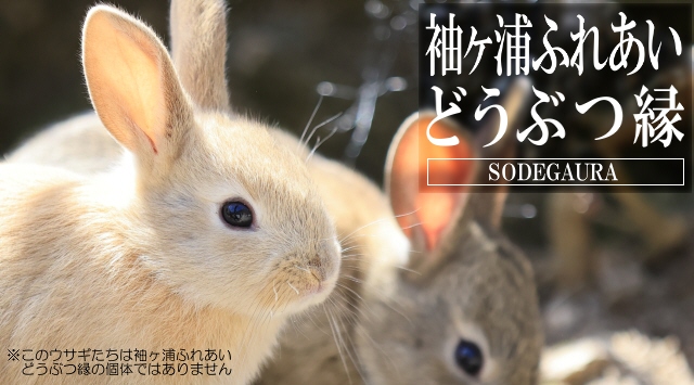 関東の動物園 袖ヶ浦ふれあいどうぶつ縁へ行こう!