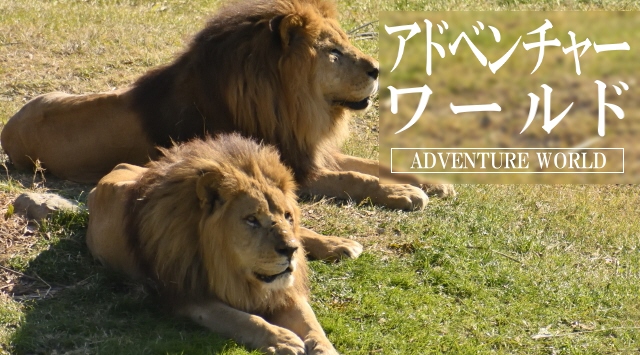 関西の動物園　アドベンチャーワールドへ行こう！