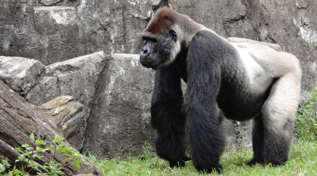 ゴリラの部屋　ゴリラに会える動物園