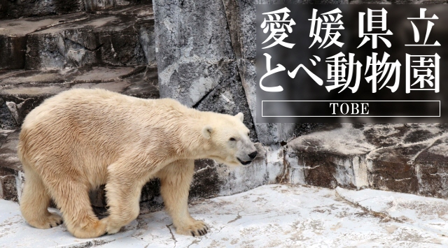 中国＆四国の動物園　愛媛県立とべ動物園へ行こう！