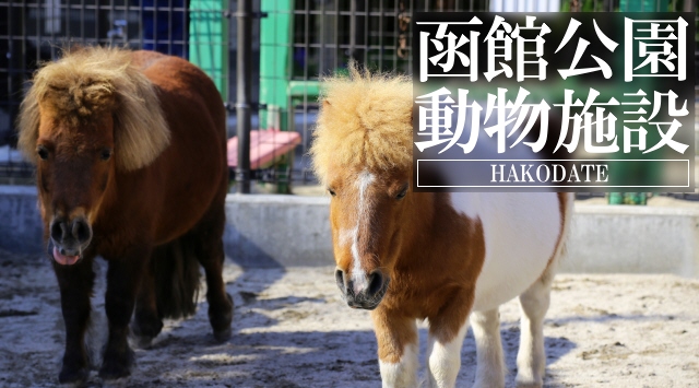 北海道の動物園　函館公園動物施設へ行こう！