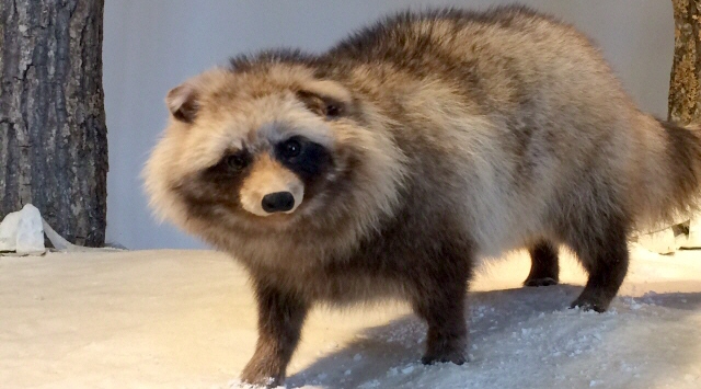 タヌキの部屋／タヌキがいる動物園一覧 -  動物園情報サイトzoo-palette／全国地域別一覧（地方別・エリア別）／飼育動物一覧／人気ランキング／園内マップ／アクセス／駐車場／休園日／開園時間／入園料／パスポート／ふれあい／レストラン／授乳室／施設／イベント