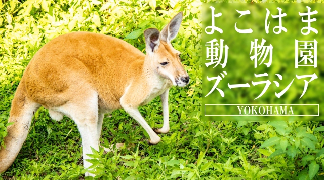 関東の動物園　よこはま動物園ズーラシアへ行こう！