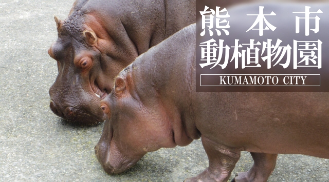 九州の動物園　熊本市動植物園へ行こう！