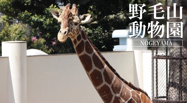 関東の動物園　野毛山動物園へ行こう！