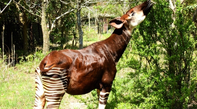 オカピー様専用 オカピ様専用❗ オカピは何科の動物?絶滅危惧種 オカピー様専用 オカピ様専用❗ オカピは何科の動物?絶滅危惧種