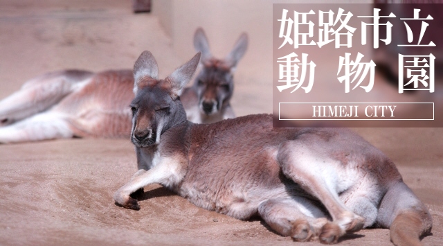 関西の動物園　姫路市立動物園へ行こう！