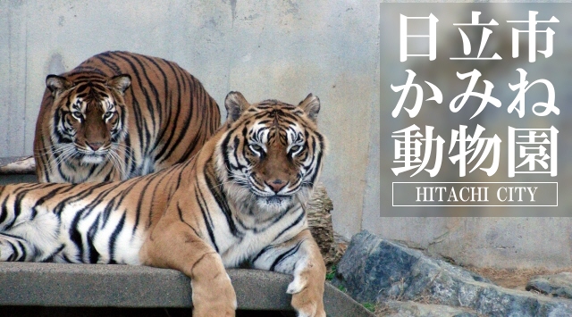 関東の動物園　日立市かみね動物園へ行こう！