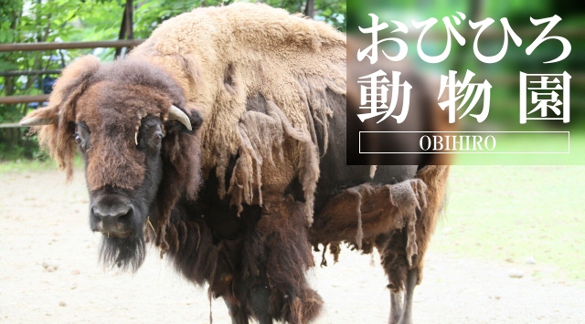 北海道の動物園　おびひろ動物園へ行こう！