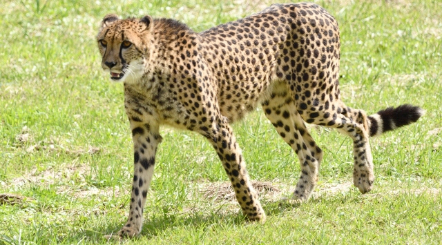 チーターの部屋　チーターに会える動物園