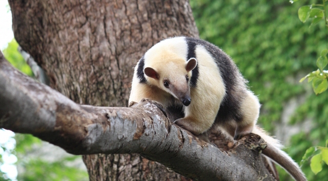 アリクイの部屋　アリクイに会える動物園