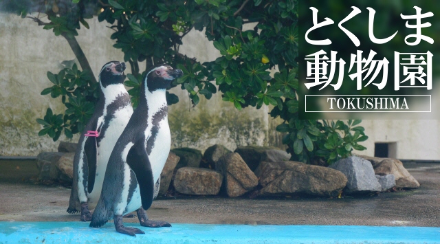 中国＆四国の動物園　とくしま動物園へ行こう！