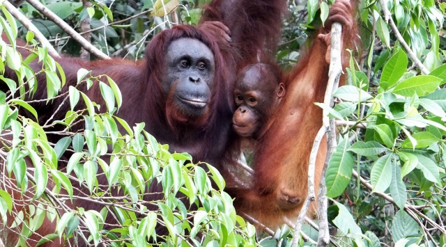 オランウータンの部屋　オランウータンに会える動物園