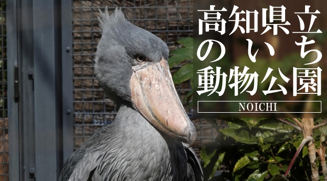 中国＆四国の動物園　高知県立のいち動物公園へ行こう！