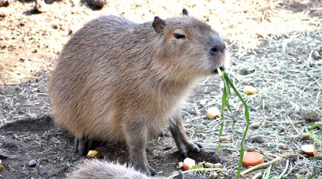 カピバラの部屋　カピバラに会える動物園