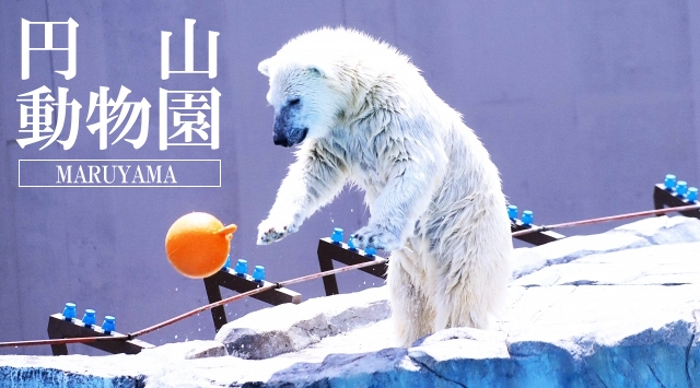 北海道｜札幌市円山動物園 - 動物園情報サイトzoo-palette／全国
