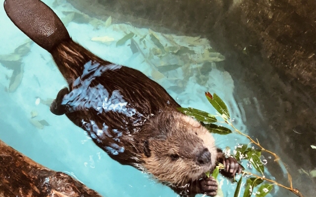 ビーバーの部屋　ビーバーに会える動物園