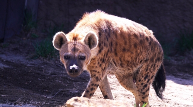 ハイエナの部屋　ハイエナに会える動物園