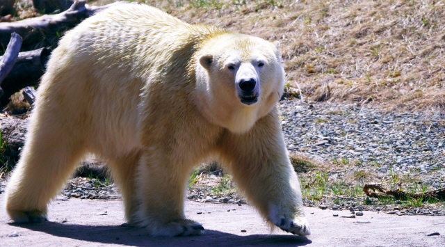 ホッキョクグマの部屋　ホッキョクグマに会える動物園