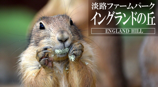 関西の動物園　イングランドの丘へ行こう！