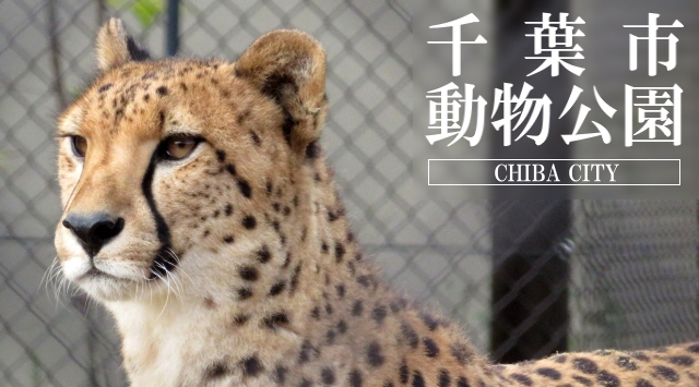 関東の動物園　千葉市動物公園へ行こう！