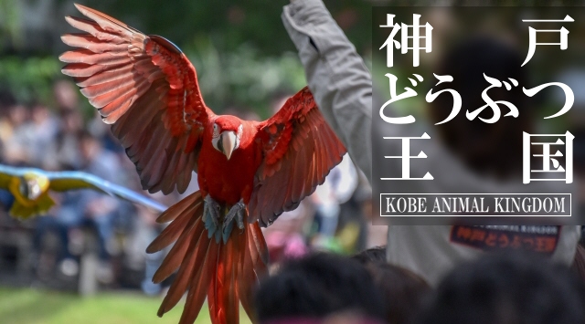 関西の動物園　神戸どうぶつ王国へ行こう！