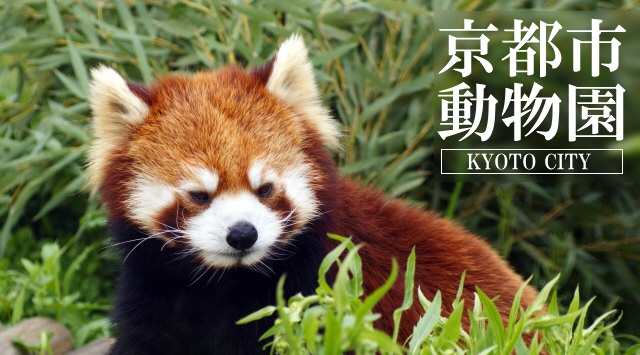 関西の動物園　京都市動物園へ行こう！