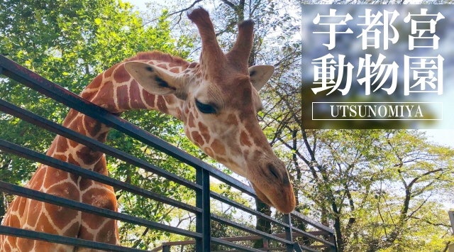 関東の動物園　宇都宮動物園へ行こう！