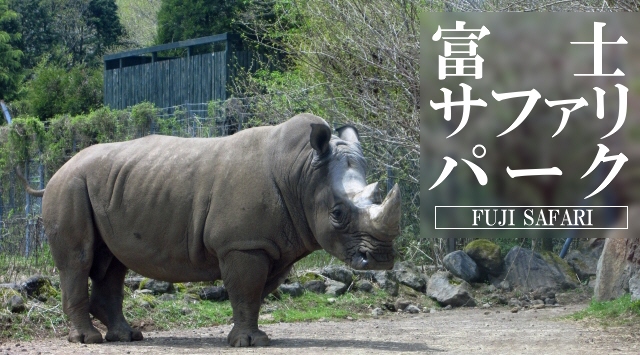 東海の動物園　富士サファリパークへ行こう！