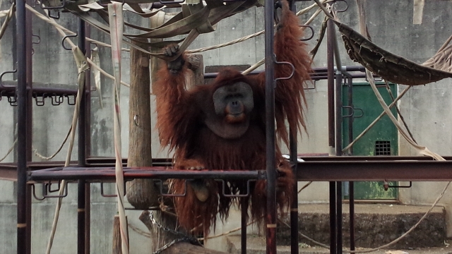 市川市動植物園