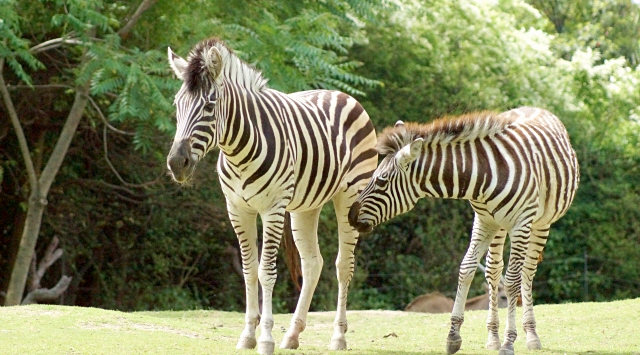 シマウマの部屋　シマウマに会える動物園