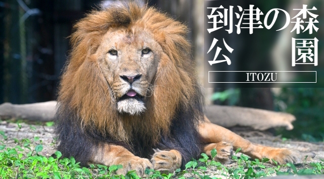 九州の動物園　到津の森公園へ行こう！