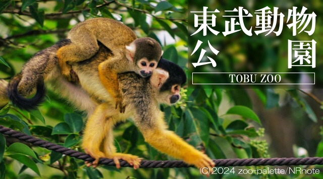 関東の動物園　東武動物公園へ行こう！