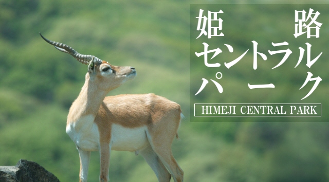 関西の動物園　姫路セントラルパークへ行こう！