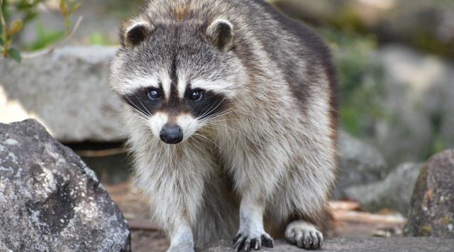 アライグマの部屋　アライグマに会える動物園