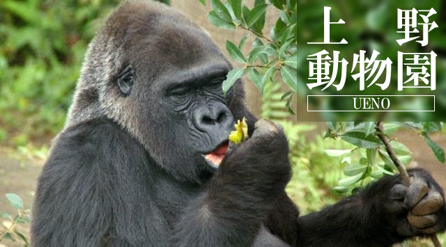 関東の動物園　上野動物園へ行こう！