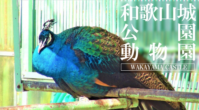 関西の動物園　和歌山城公園動物園へ行こう！