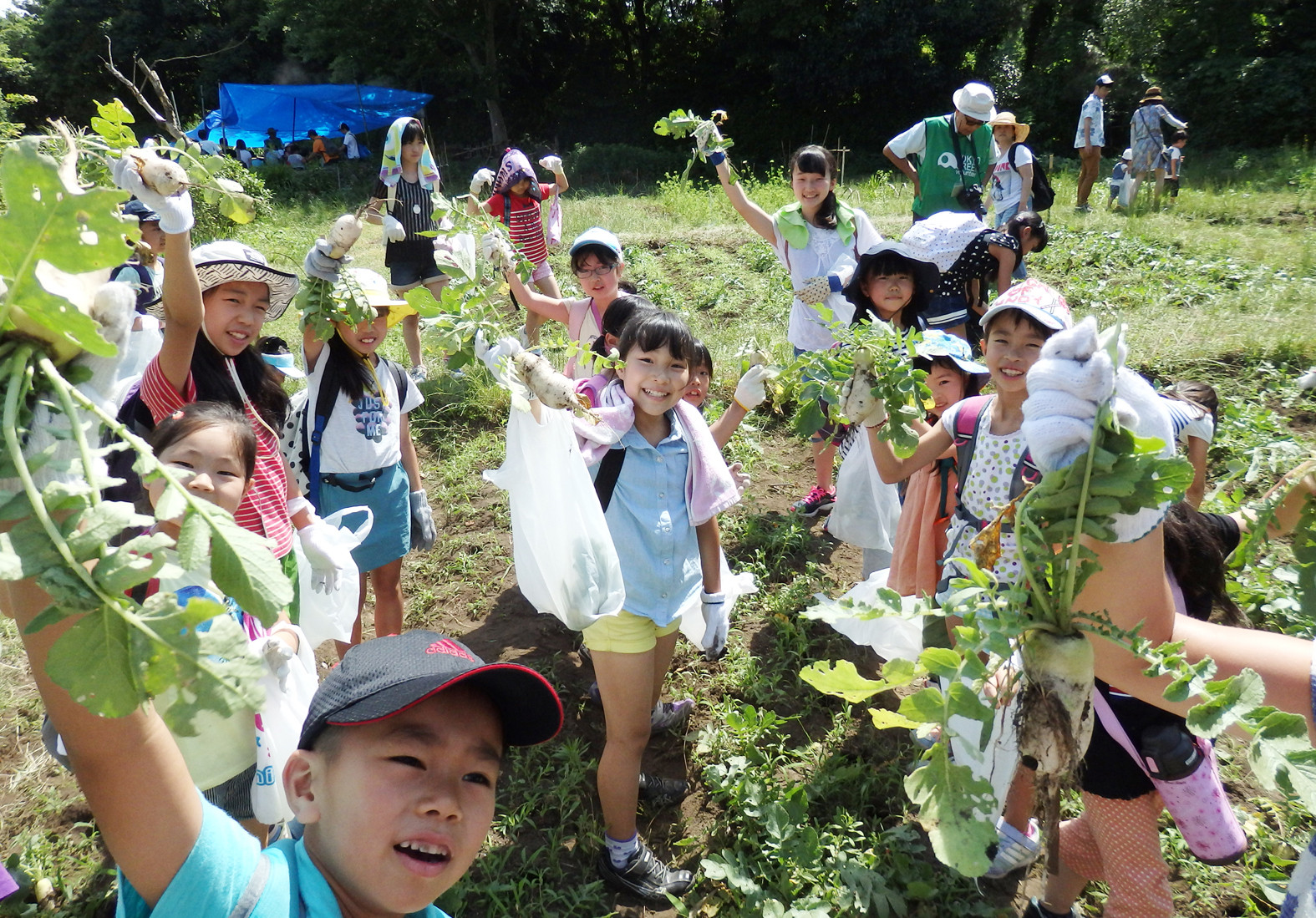 2015 遠足先にてお野菜を収穫