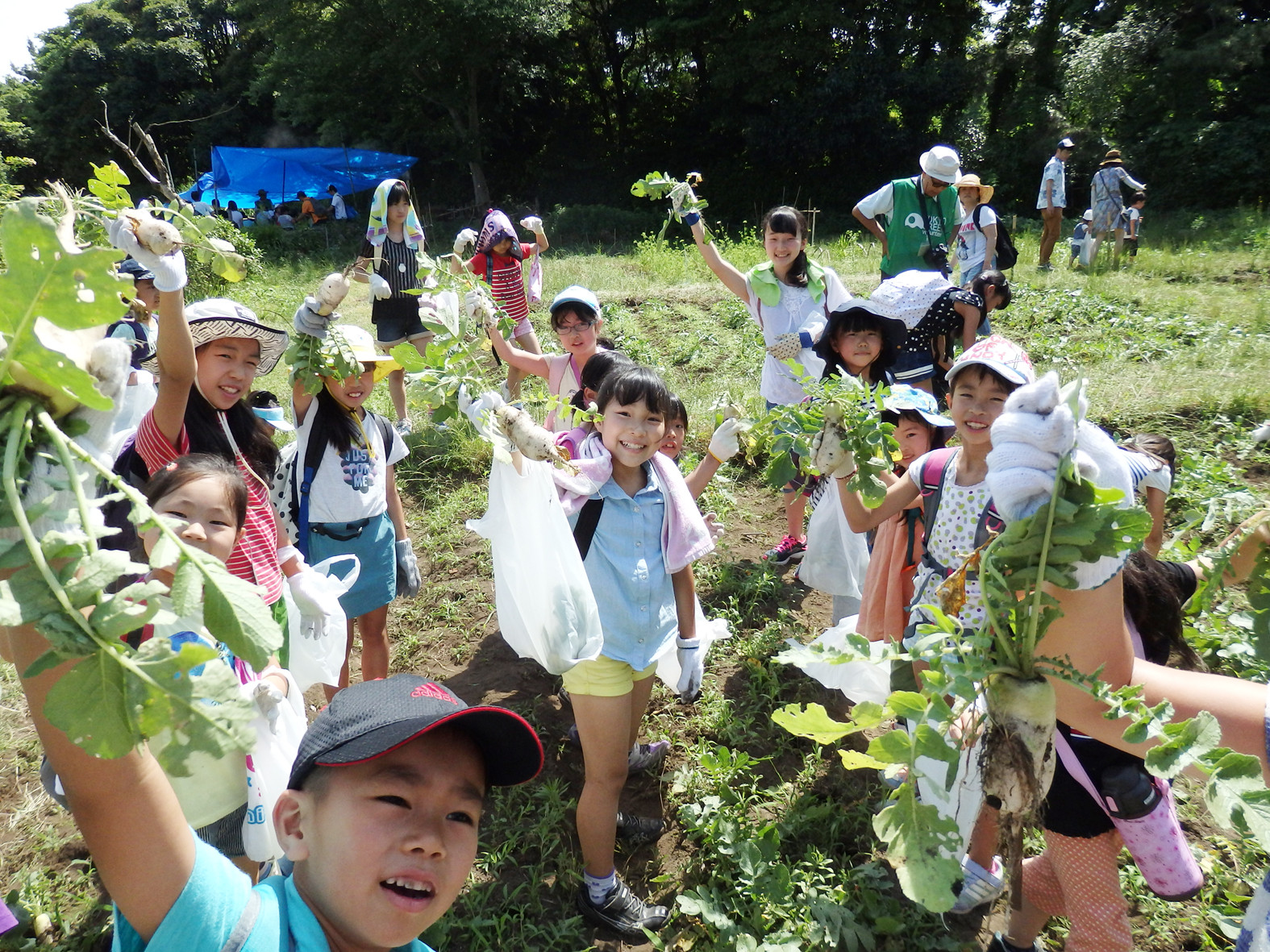 2015　遠足　野菜収穫