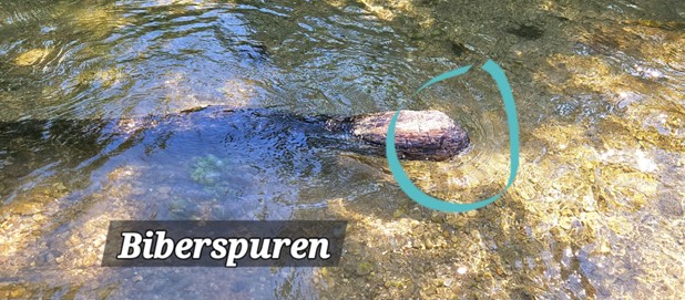 Biberspuren