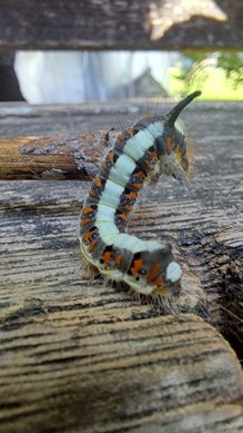 Entdeckungen in der Natur