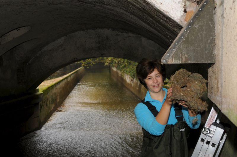 Auch in Leerschüssen von Wasserkraftwerken brütet die Wasseramsel oft erfolgreich