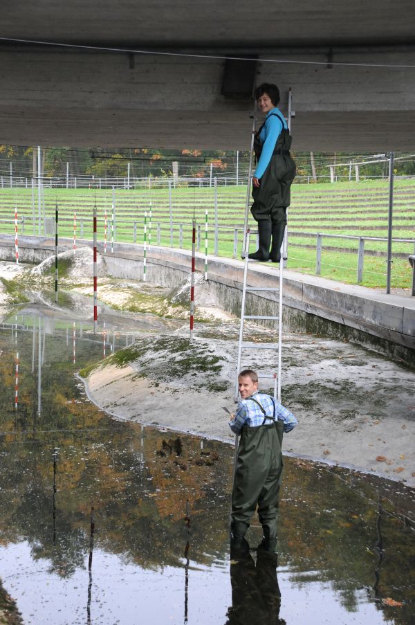 Manchmal hängen die Wasseramselkästen ziemlich hoch...